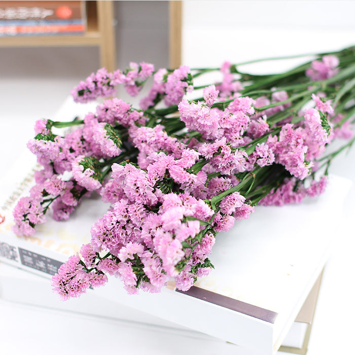 Bulk Forget Me Not Dried Flowers for Crafts DIY Wholesale