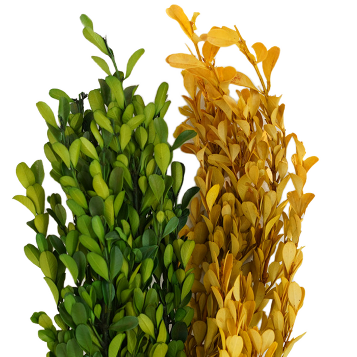 Bulk Preserved Boxwood Stems for Crafts Wholesale