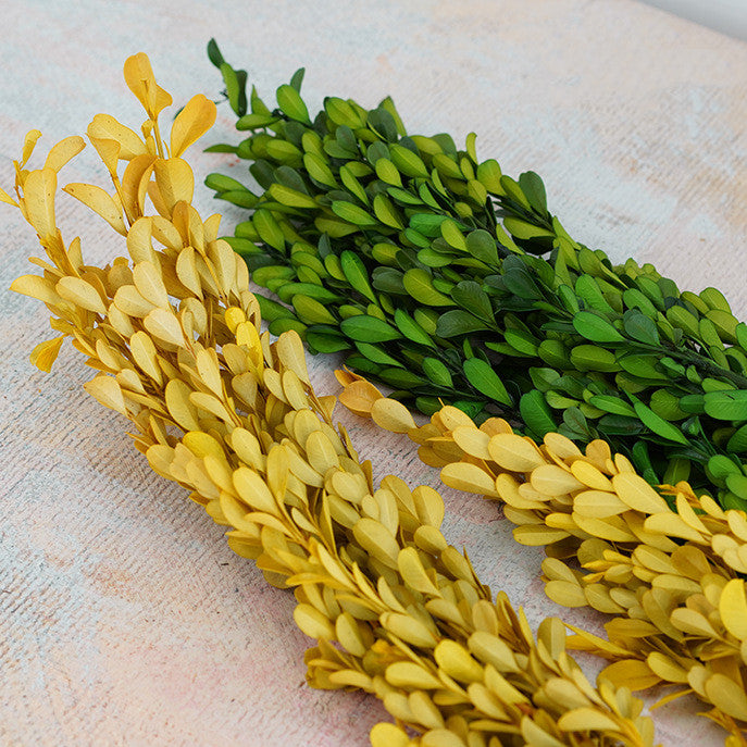 Bulk Preserved Boxwood Stems for Crafts Wholesale