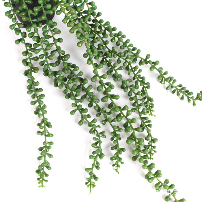 Bulk 18" Potted Plant String of Pearls Live Trailing Succulent Fully Rooted in Pots Wholesale