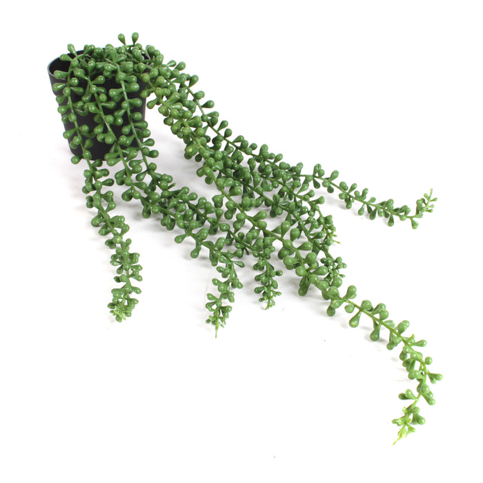 Bulk 18" Potted Plant String of Pearls Live Trailing Succulent Fully Rooted in Pots Wholesale