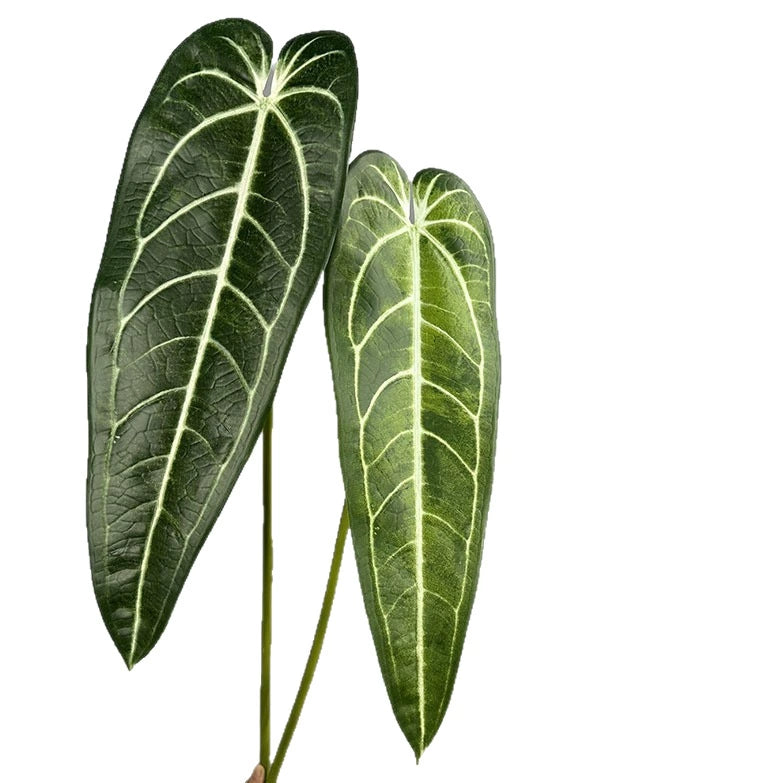 2-Pack Real-Touch Anthurium Faux Greenery Stems, 35" Tall, Green & Light Green, Vase Fillers, Home Decor, Wedding Arrangements, Office & Event Styling