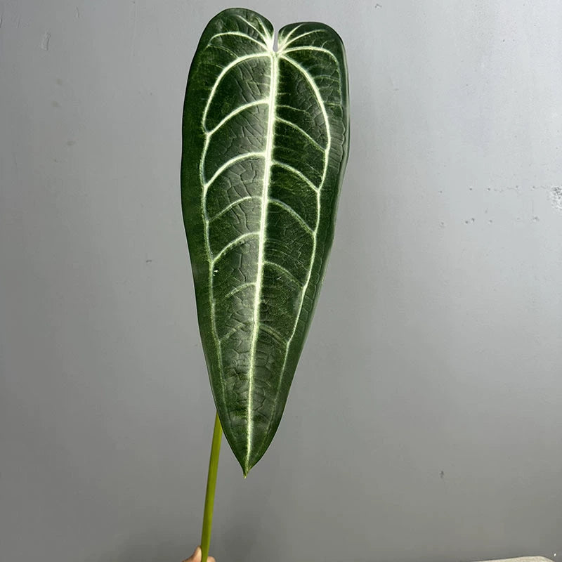 2-Pack Real-Touch Anthurium Faux Greenery Stems, 35" Tall, Green & Light Green, Vase Fillers, Home Decor, Wedding Arrangements, Office & Event Styling