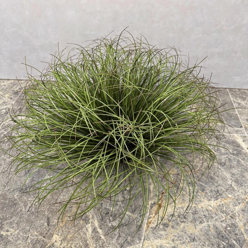 Artificial Bulrush Grass Bush, 12" Tall Faux Cattail Stems, Set of 2 Picks for Home Decor, Wedding Centerpieces and Commercial Displays