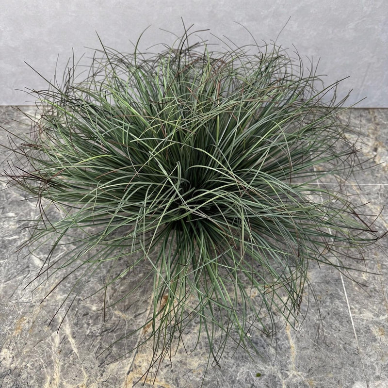 Artificial Bulrush Grass Bush, 12" Tall Faux Cattail Stems, Set of 2 Picks for Home Decor, Wedding Centerpieces and Commercial Displays