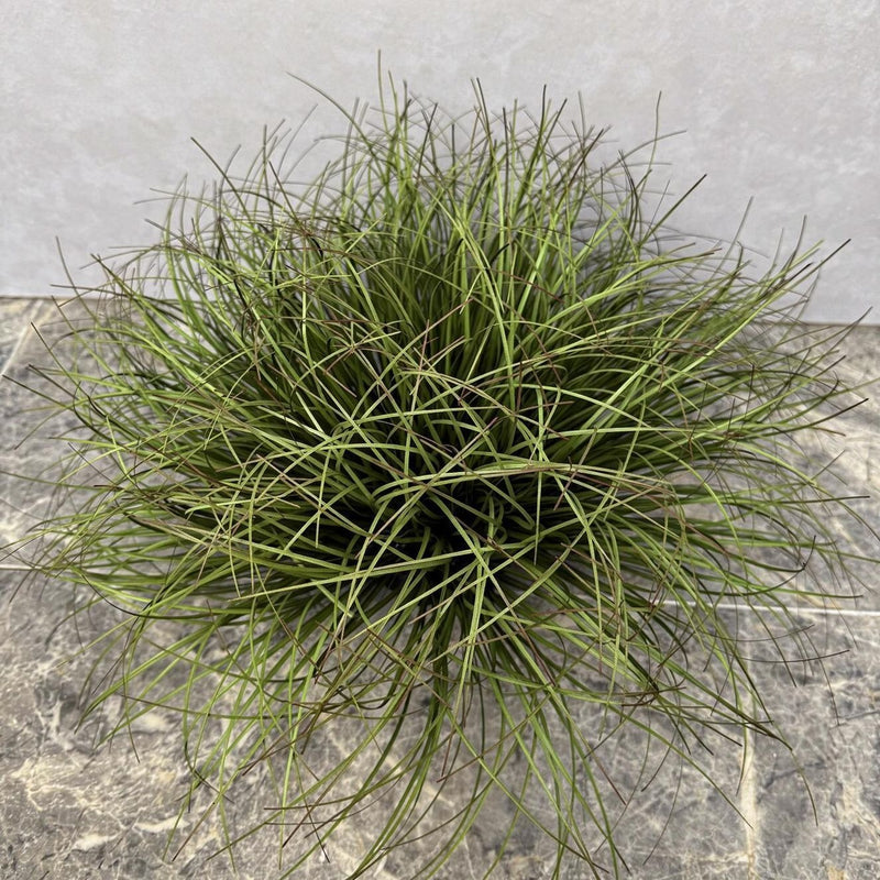 Artificial Bulrush Grass Bush, 12" Tall Faux Cattail Stems, Set of 2 Picks for Home Decor, Wedding Centerpieces and Commercial Displays
