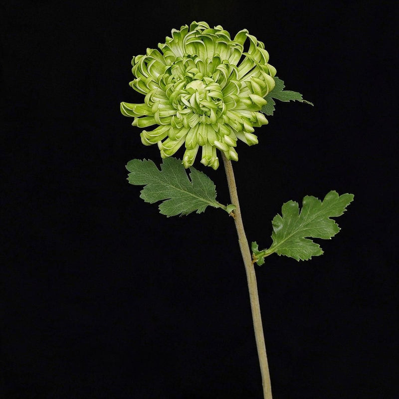 Artificial Chrysanthemum Single Stem, Fall-Colored Silk-Like Flower, 23" Height with 4.5" Bloom, for Home Decor, Weddings & Seasonal Displays