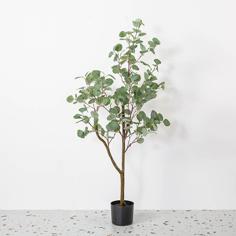 Bulk Eucalyptus Tree Plant Decor in Pot for Indoor Outdoor Wholesale