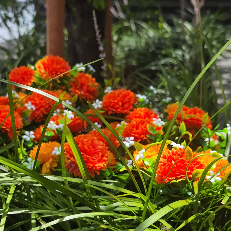 Bulk Exclusive 8 Bundles Chrysanthemum Flowers Bush for Outdoors Mum Fall Plants UV Resistant Wholesale