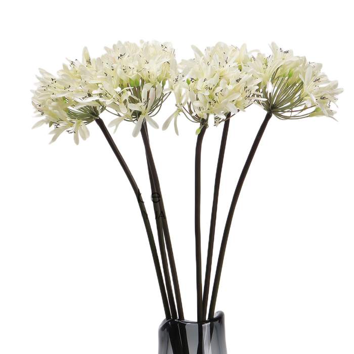 Bulk 25" Agapanthus Stems Lily of The Nile Live Plants Flowers Silk Artificial Wholesale