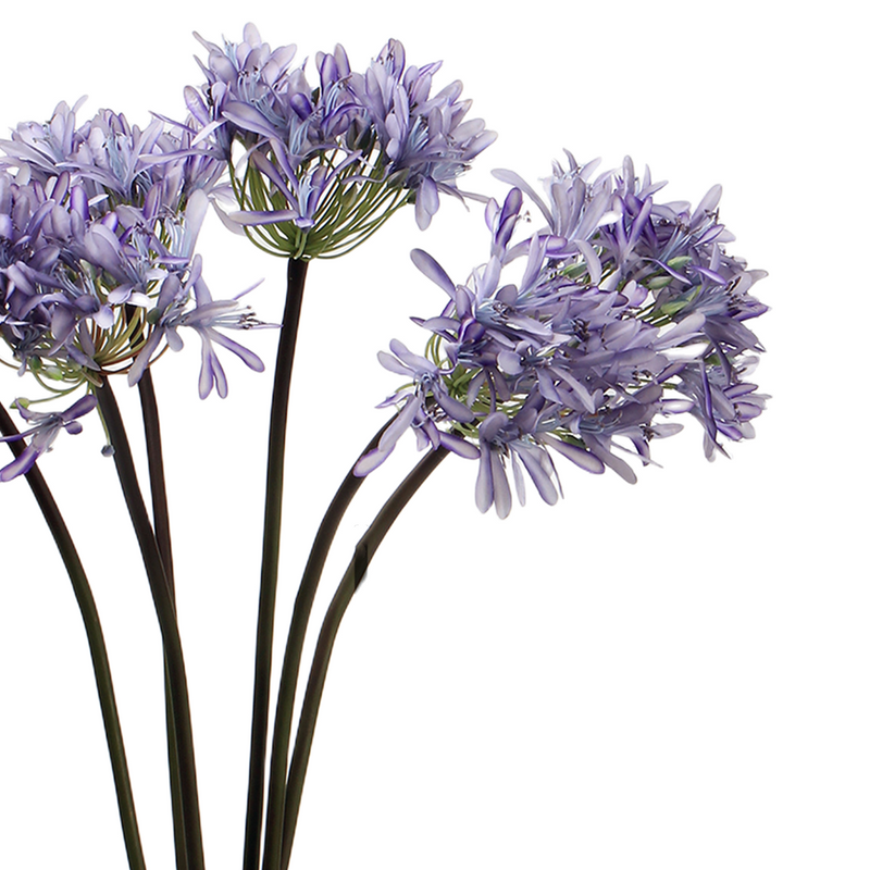 Bulk 25" Agapanthus Stems Lily of The Nile Live Plants Flowers Silk Artificial Wholesale