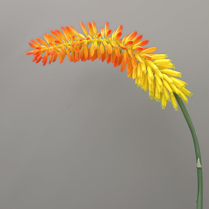 Bulk 35" Extra Long Aloe Flower Stems Real Touch Fall Decoration Wholesale