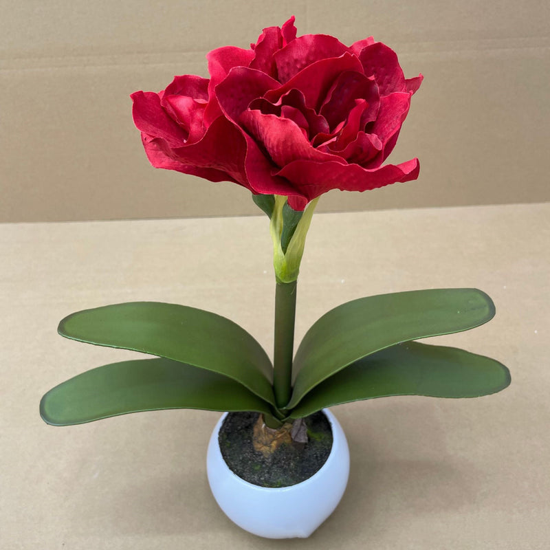 Bulk 15 inches Tall Amaryllis Potted Flowers Holiday Gifts Christmas Decoration Wholesale