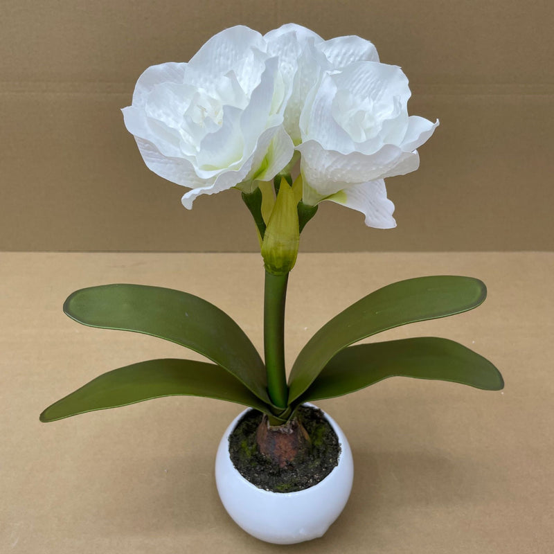 Bulk 15 inches Tall Amaryllis Potted Flowers Holiday Gifts Christmas Decoration Wholesale