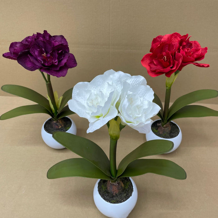 Bulk 15 inches Tall Amaryllis Potted Flowers Holiday Gifts Christmas Decoration Wholesale