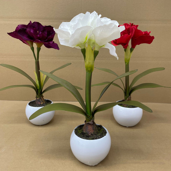 Bulk 15 inches Tall Amaryllis Potted Flowers Holiday Gifts Christmas Decoration Wholesale