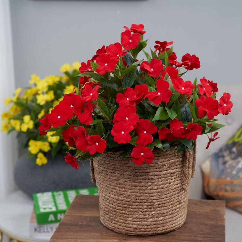 Clearance Bulk Impatiens Bush UV Resistant Flowers for Outdoors Wholesale