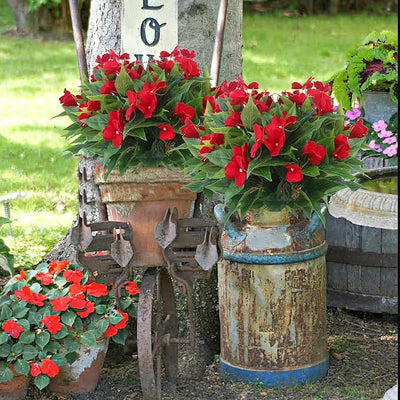 Clearance Bulk Impatiens Bush UV Resistant Flowers for Outdoors Wholesale