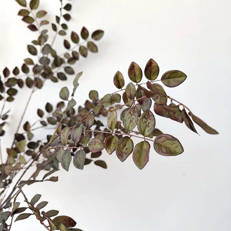 Plante de Zamioculcas extra haute en vrac de 34 po, branches de pulvérisation de feuilles vertes de prunier en gros