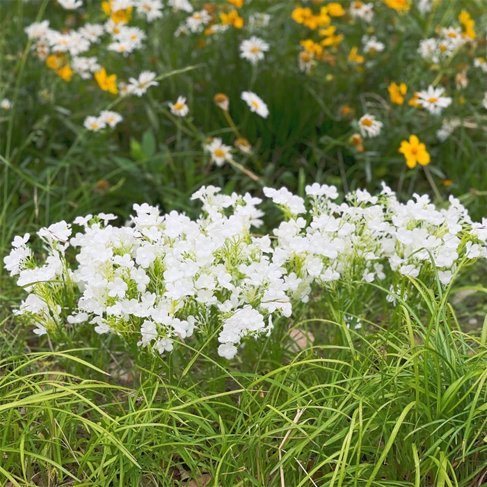 Bulk 13 "8 paquetes Oxalis Bush Flores silvestres para plantas artificiales al aire libre Resistente a los rayos UV al por mayor 