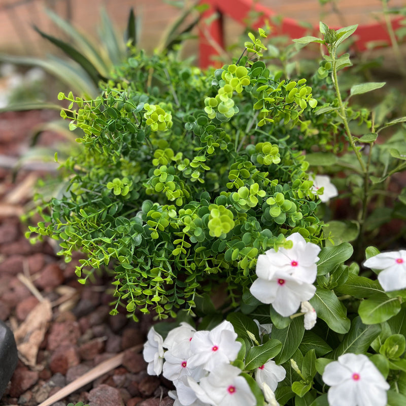 potted outdoor artificial plant Bulk Exclusive 20" Boxwood Bush Large Outdoor Artificial Plants UV Res — Artificialmerch