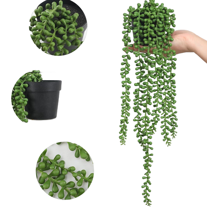 Bulk 18" Potted Plant String of Pearls Live Trailing Succulent Fully Rooted in Pots Wholesale