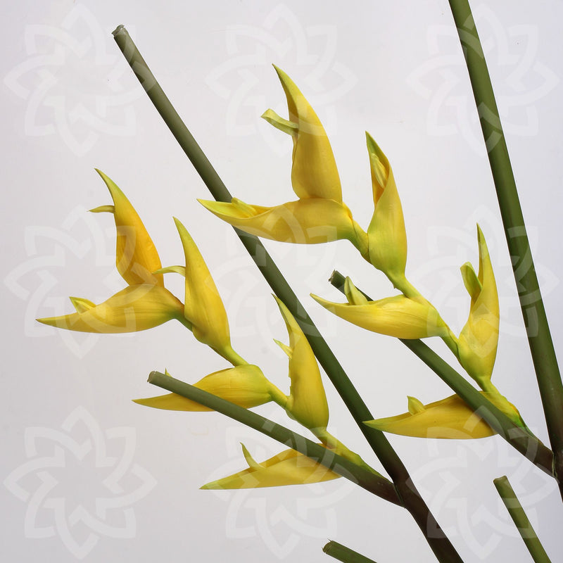 Tiges de lys Canna en vrac de 20 pouces, fleurs au toucher réel, vente en gros 