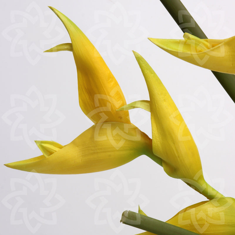 Tiges de lys Canna en vrac de 20 pouces, fleurs au toucher réel, vente en gros 