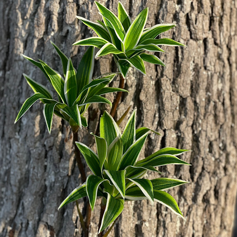 Bulk 33" Dracaena Long Stems Song of India Real Touch Plants Artificial Wholesale