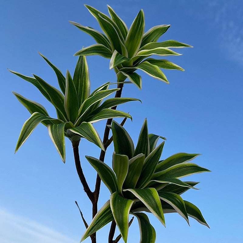 Bulk 33" Dracaena Long Stems Song of India Real Touch Plants Artificial Wholesale