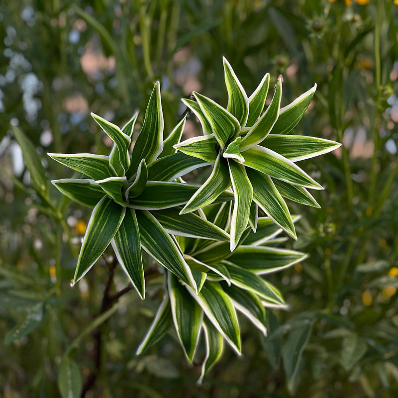 Bulk 33" Dracaena Long Stems Song of India Real Touch Plants Artificial Wholesale