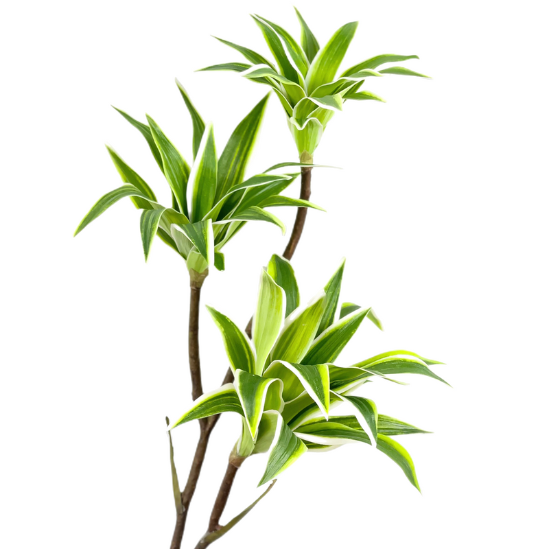 Bulk 33" Dracaena Long Stems Song of India Real Touch Plants Artificial Wholesale