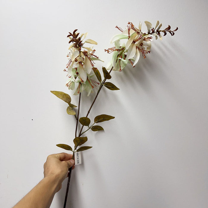 Bulk 24" Erythrina Stems Flowers Autumnal Color Floral Arrangements Wholesale