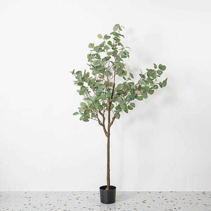 Bulk Eucalyptus Tree Plant Decor in Pot for Indoor Outdoor Wholesale