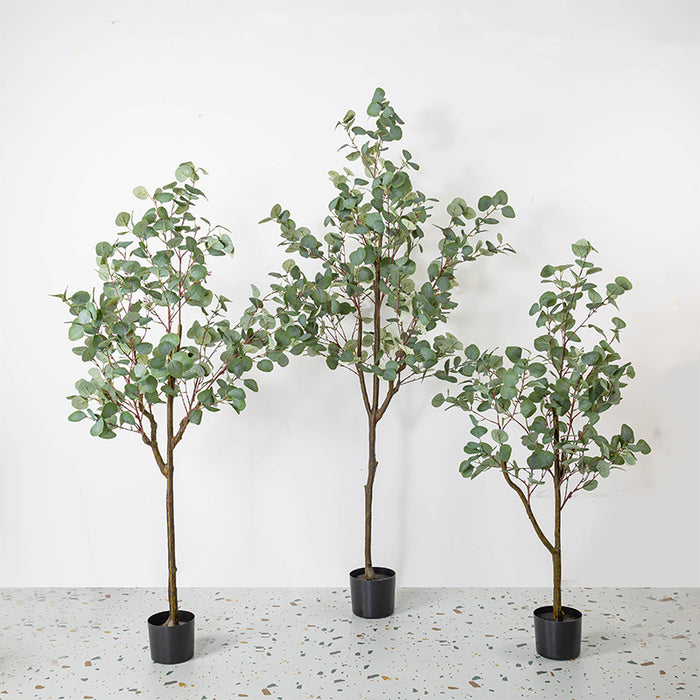 Bulk Eucalyptus Tree Plant Decor in Pot for Indoor Outdoor Wholesale