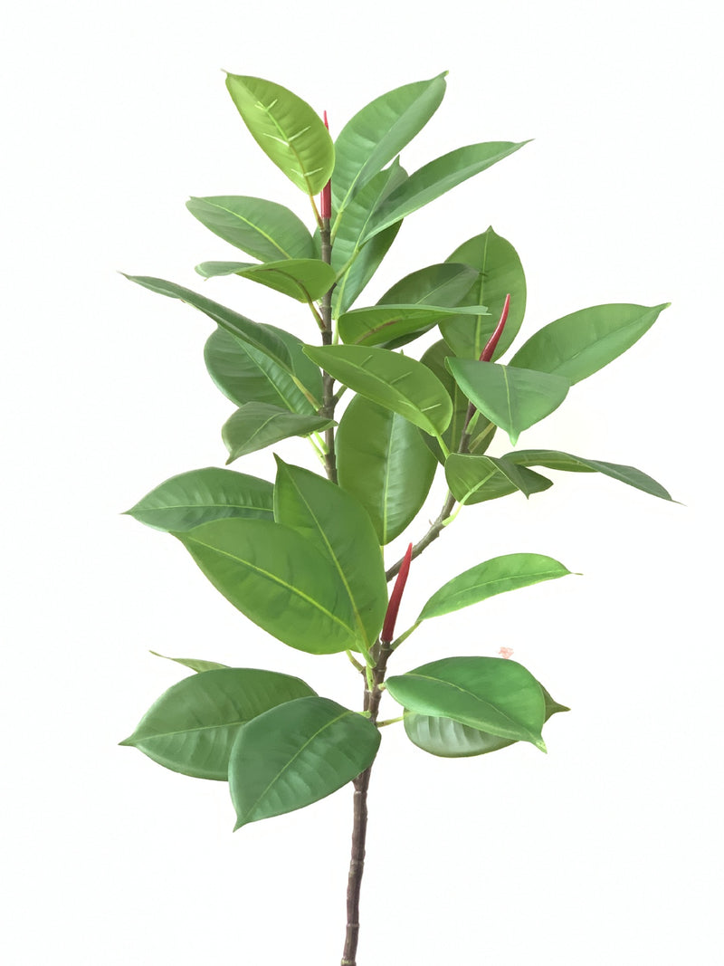 Lot de 10 branches de Ficus Elastica Robusta Moraceae, 42 pouces de haut, feuilles de prunier, plante verte, vente en gros