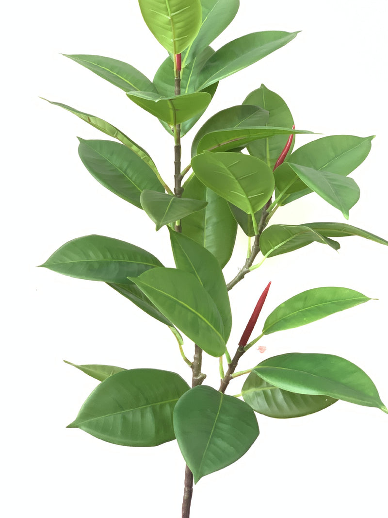 Lot de 10 branches de Ficus Elastica Robusta Moraceae, 42 pouces de haut, feuilles de prunier, plante verte, vente en gros