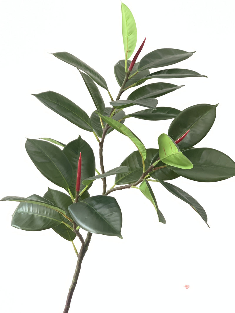 Lot de 10 branches de Ficus Elastica Robusta Moraceae, 42 pouces de haut, feuilles de prunier, plante verte, vente en gros