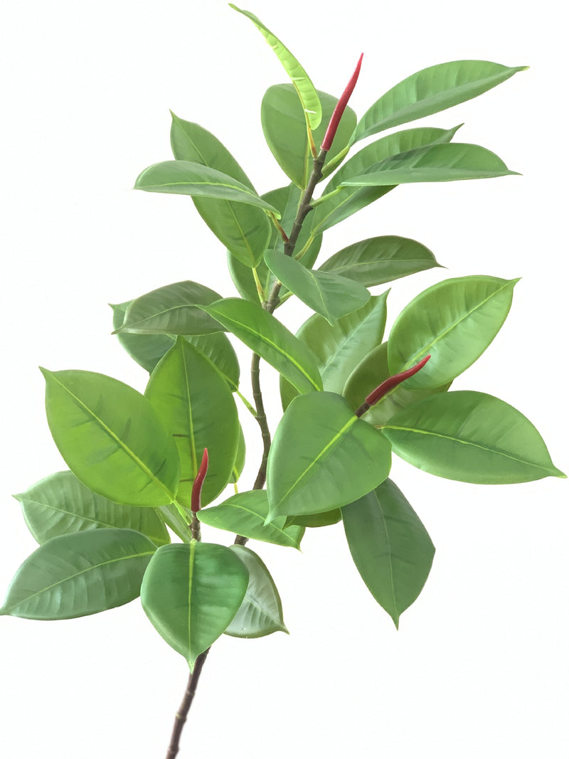 Lot de 10 branches de Ficus Elastica Robusta Moraceae, 42 pouces de haut, feuilles de prunier, plante verte, vente en gros
