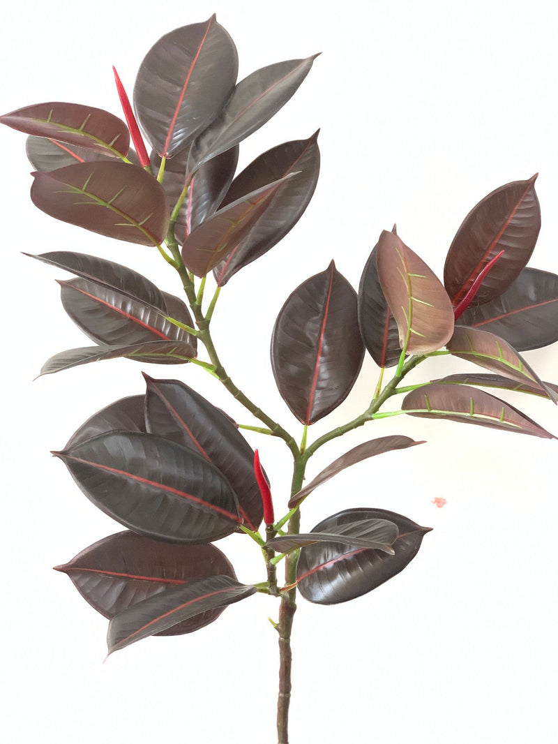 Lot de 10 branches de Ficus Elastica Robusta Moraceae, 42 pouces de haut, feuilles de prunier, plante verte, vente en gros