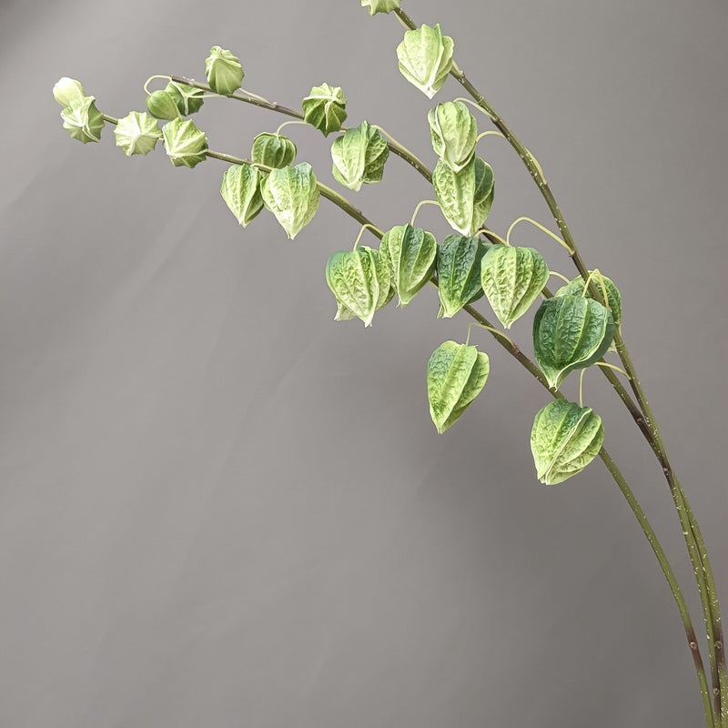 Tiges et branches de groseilles à maquereau extra hautes en vrac de 39 po pour décoration d'automne en gros 