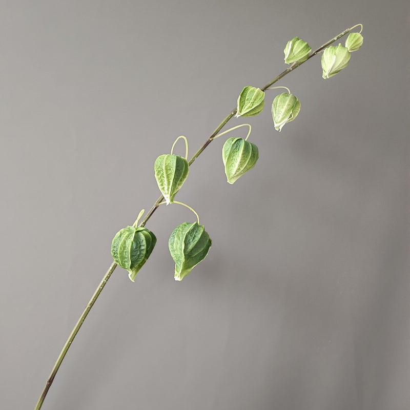 Tiges et branches de groseilles à maquereau extra hautes en vrac de 39 po pour décoration d'automne en gros 