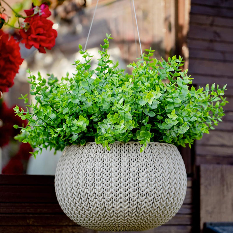 Wholesale Clearance! Bulk UV - Resistant Boxwood Bush Plants for Outdoor Use