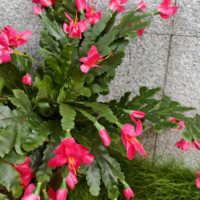 Bulk 21" Thanksgiving Cactus Christmas Cactus Plants for Outdoors UV Resistant Wholesale