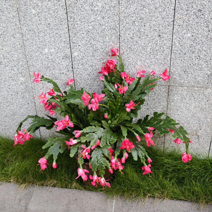 Bulk 21" Thanksgiving Cactus Christmas Cactus Plants for Outdoors UV Resistant Wholesale