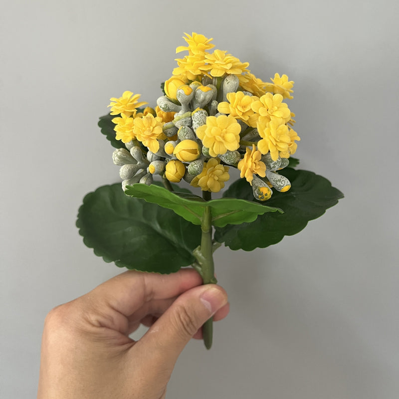 Bulk 6.6" Kalanchoe Stem Plants Drop-In Plant Wholesale