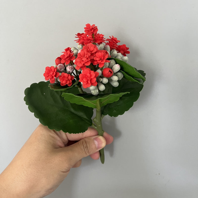 Bulk 6.6" Kalanchoe Stem Plants Drop-In Plant Wholesale