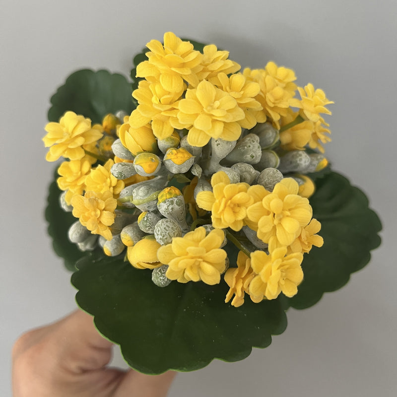 Bulk 6.6" Kalanchoe Stem Plants Drop-In Plant Wholesale