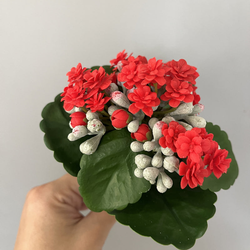 Bulk 6.6" Kalanchoe Stem Plants Drop-In Plant Wholesale