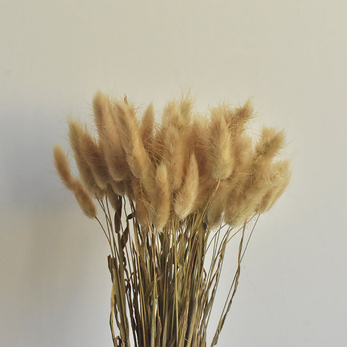 Bulk 50Pcs Natural Bunny Tails Dried Flowers for Flower Arrangements Wedding Centerpieces Home Boho Baby Shower Party Fall Decorations Wholesale